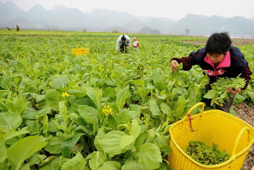 广西食用农产品合格证制度将在全区试行 守护“舌尖安全”新篇章